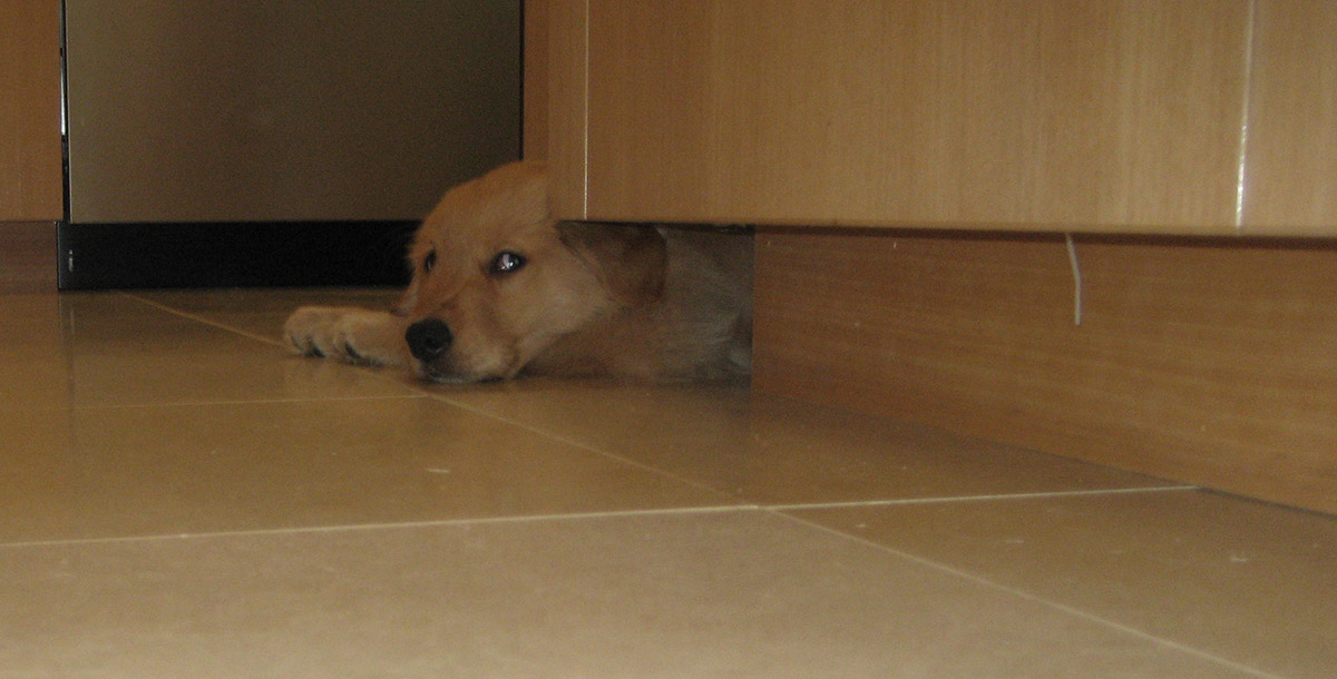 Beta hiding under counter