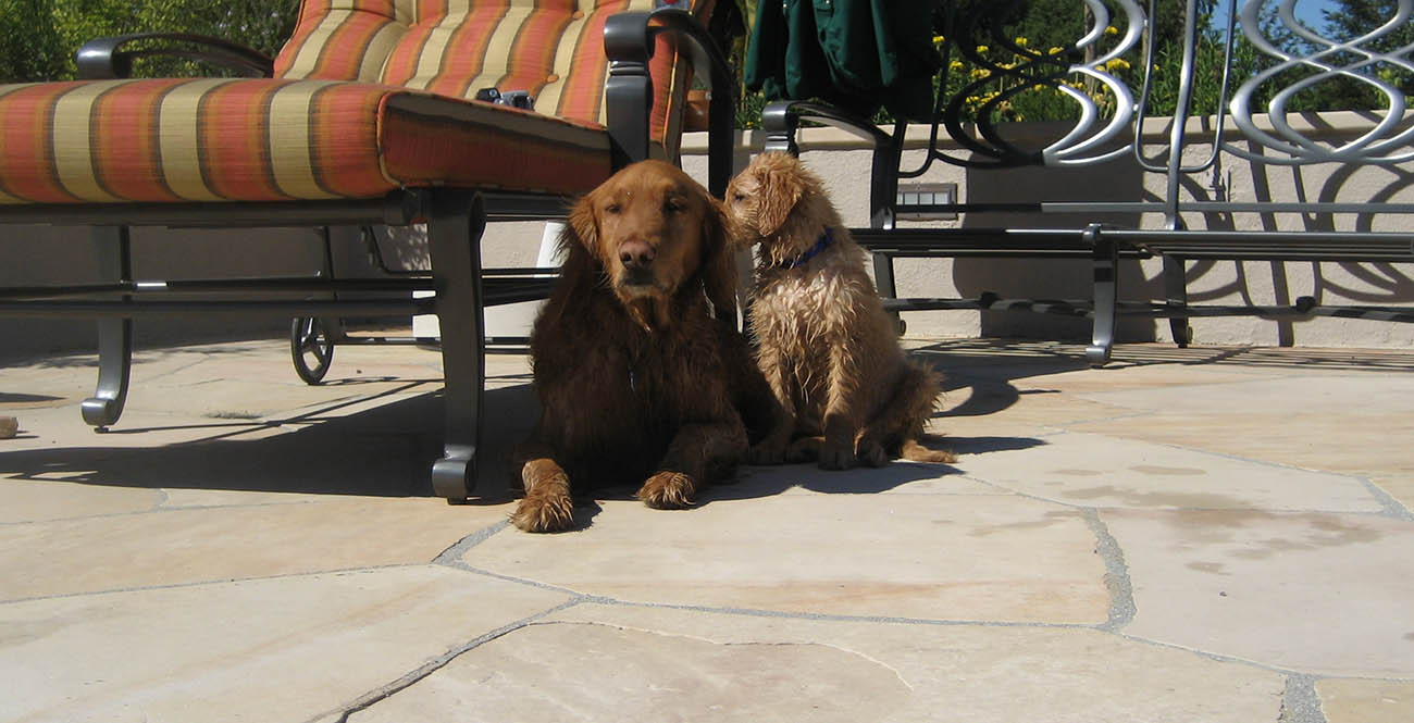 Poolside buddies