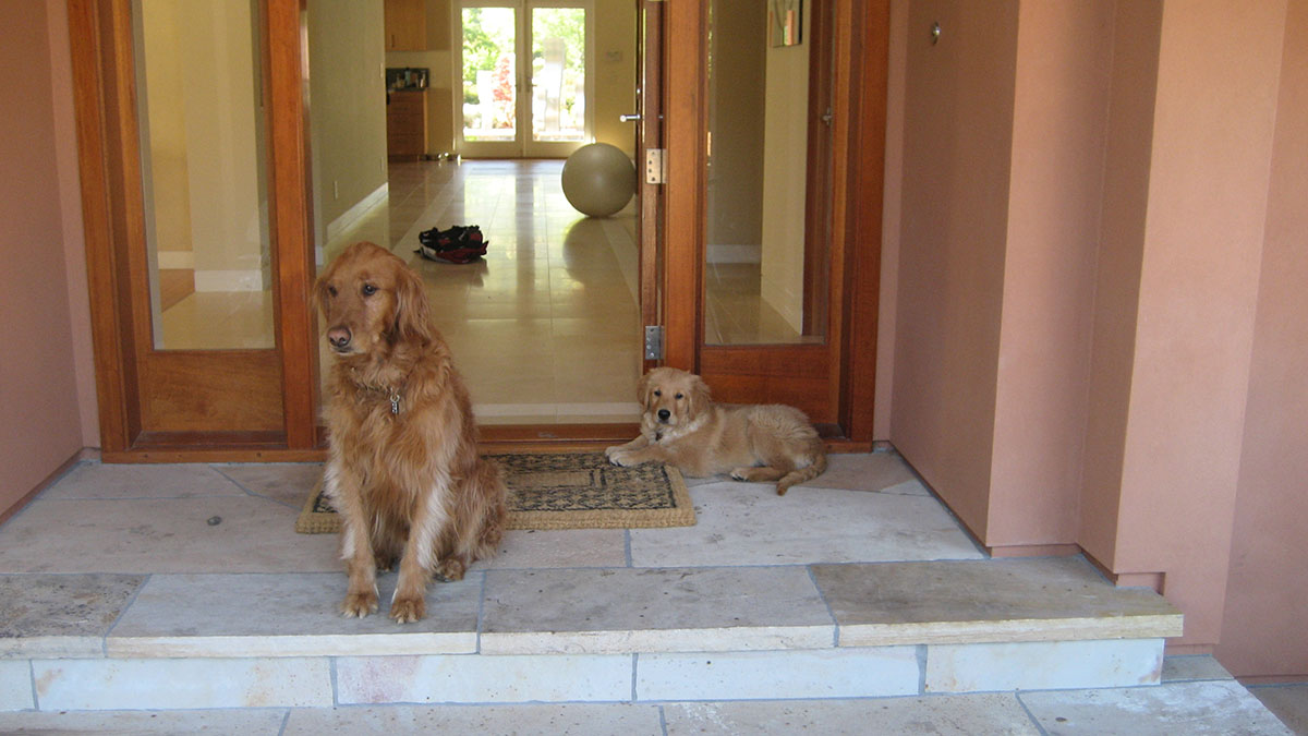 Retriever guard dogs